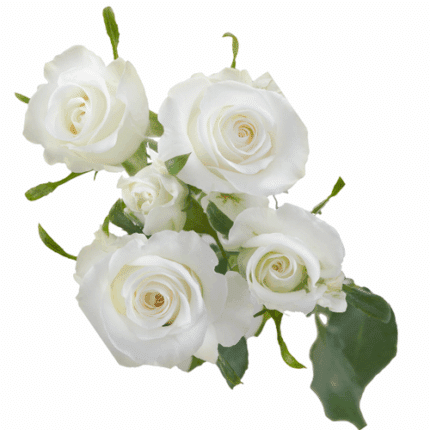 RoseSpray Shining Star (10st)