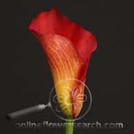 Calla RedDragon holl