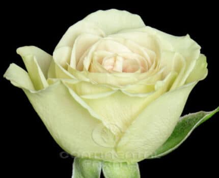 RoseSpray Rosever Green fresca