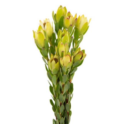 Leuco Discolor holex