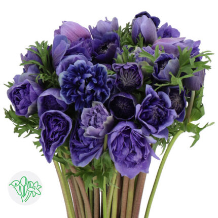 Anemone Lavender Fullstar anto