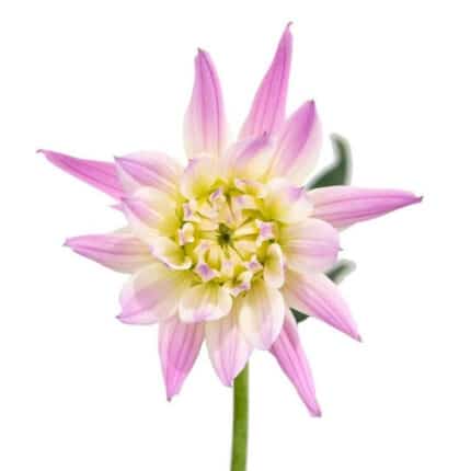 Dahlia KarmaPk Corona holex(5st)