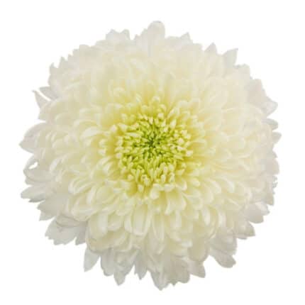 Mum Disbud Magnum White gdns(5st)