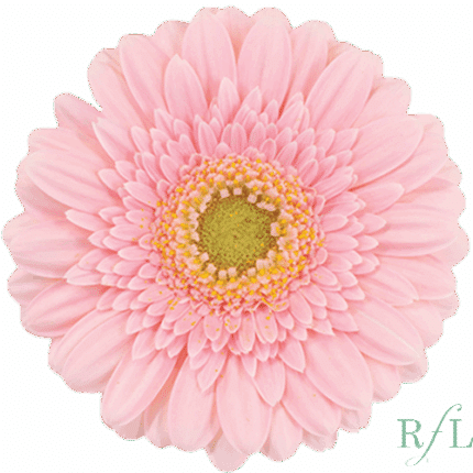 GerberMini Juna (Pink) RF