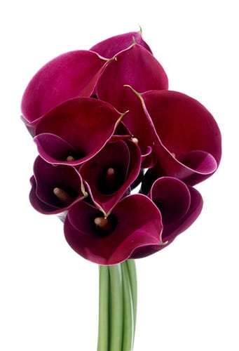 Calla Red Majestic allure