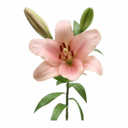 Lily La Pink groot