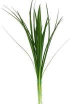 LILLY GRASS green cont