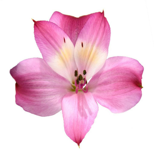 8de62005-7f2b-4461-8b53-0b3dd0cf9f23.jpg Alstro Intenze sole sel - Image 1