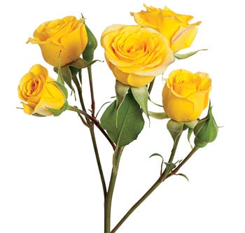 Rose Spray Golden Sensation Ro
