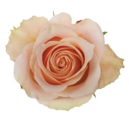 Rose Primavera 70cm tessa