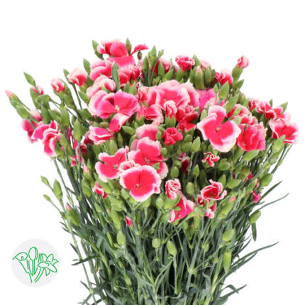Dianthus Raffine Pink holex