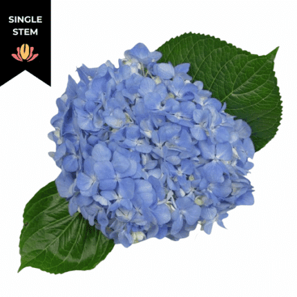 Hydrangea Verena Lt Blue chile