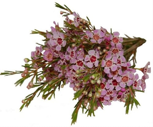 8e0a99bf-16d3-4772-856f-46648e42ea00.jpg Waxflower Hybrid Pink fbi. - Image 1