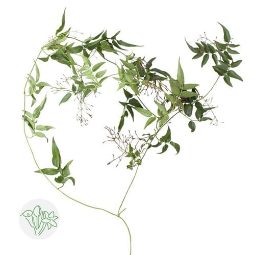 8e0f6c0b-7d0a-495b-8e0f-74de1d4dd967.jpg Jasmine Pink holl - Image 1