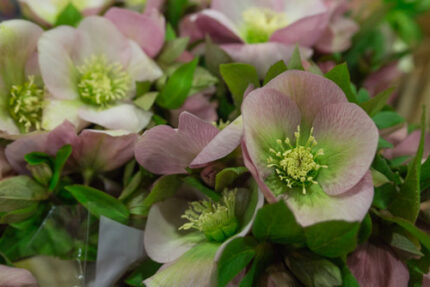 Helleborus Oriental Green Pink
