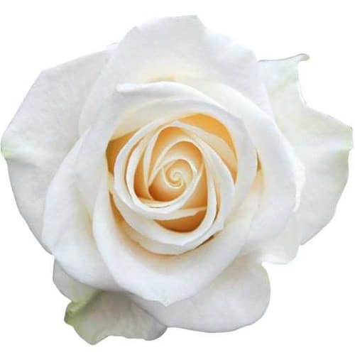 8e38bb89-6b20-4448-8f15-54078aa7da77.jpg Rose Vendella 50cm rprima - Image 1