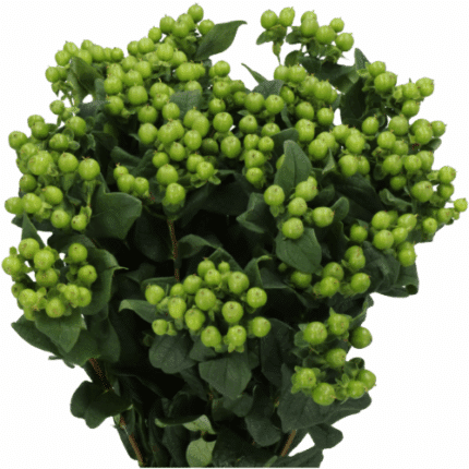 Hypericum Lucky Romance 50cm f