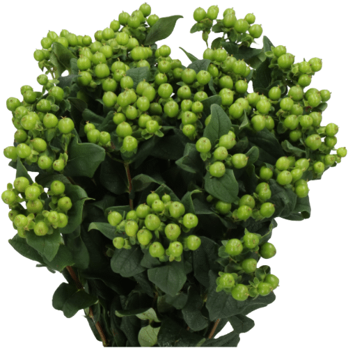 8e3aa792-2e9b-4b73-8347-38a06dabb688.png Hypericum Lucky Romance 50cm f - Image 1