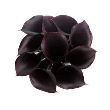 Calla Cantor sole