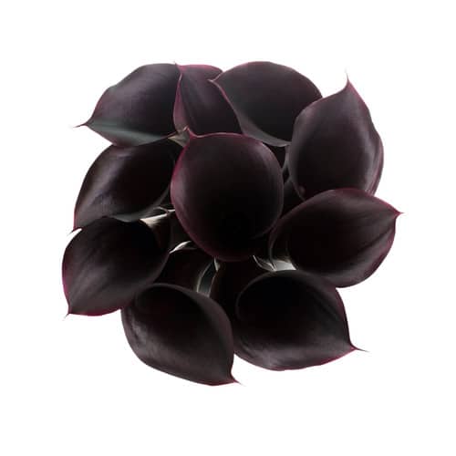 8e431031-e8b4-49c6-a144-605ffd8db389.jpg Calla Cantor sole - Image 1