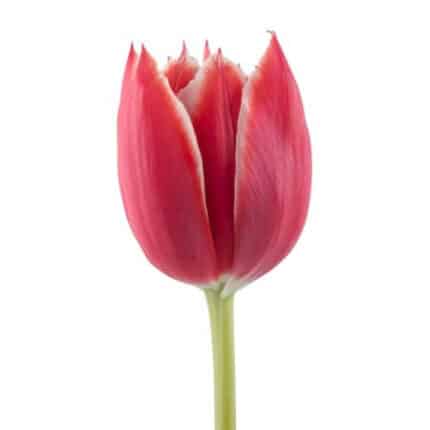 Tulip Double Championship holl