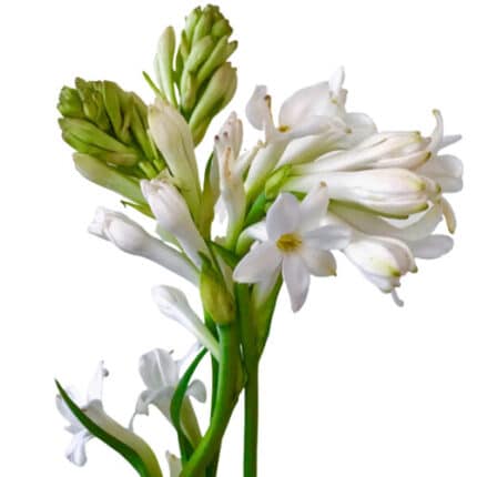 Tubberose White holl