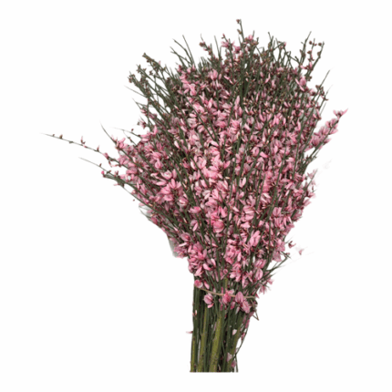 Ginestra Pink anton