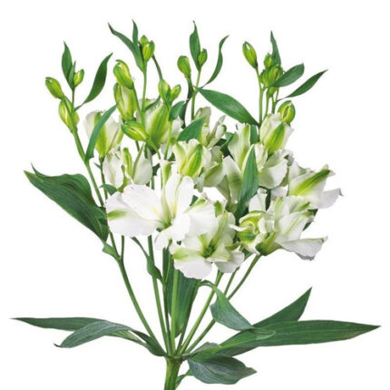Alstro White Charmelia gdn