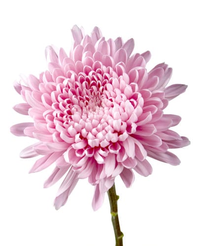 Mum Cremon Pink Lotus florisol