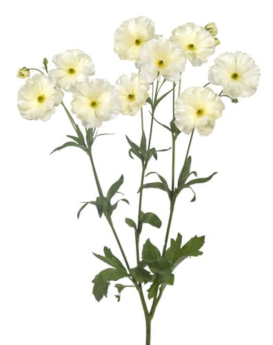 Ranunculus Butterfly Graces ch