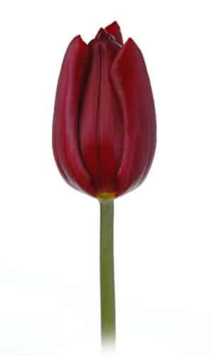 Tulip Burgundy v.d.