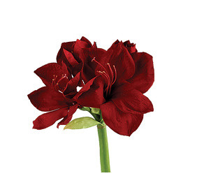 Amaryllis TintoNight(stm.)holl