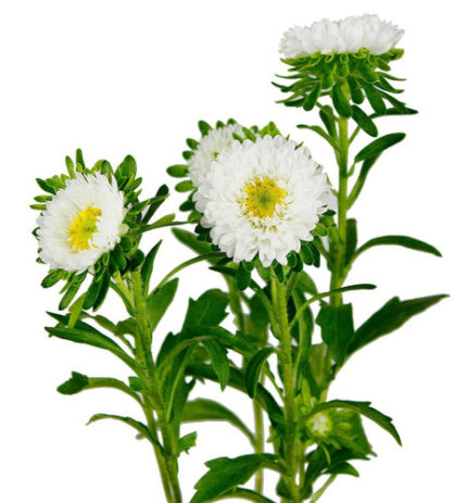 Aster Matsu White fresca