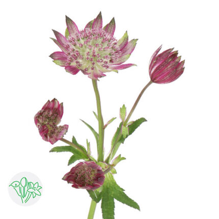 Astrantia Diamons Ht Pink hole