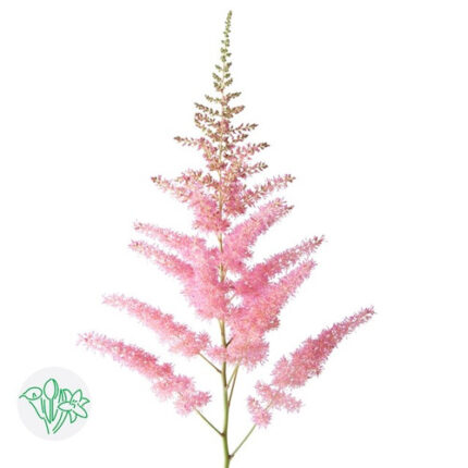 Astilbe Glitter&Glamour holl