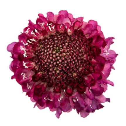 Scabiosa Strawberry fresca