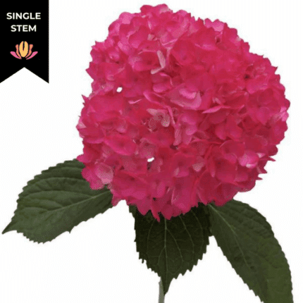 Hydrangea Rodeo DkPk chile(st)