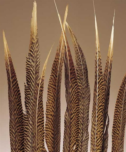 Feather golden pheasants