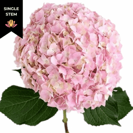 Hydrangea Pink trilogy (stem)