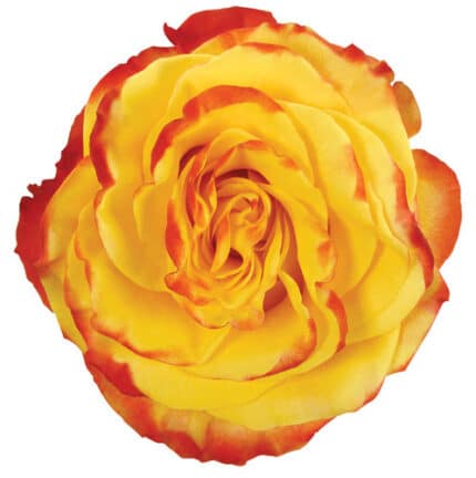 Rose High&Yellow Flame 40cm rprima