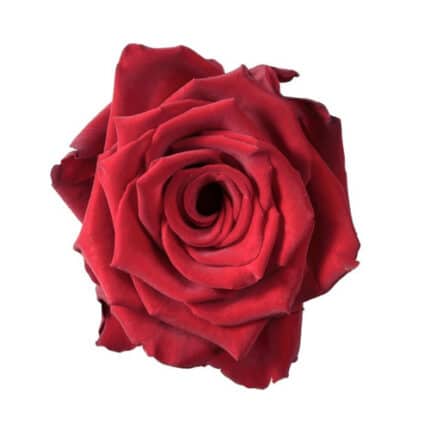 Rose Explorer 50cm toscana