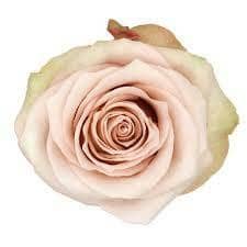 Rose Lady Eva 40cm rprima