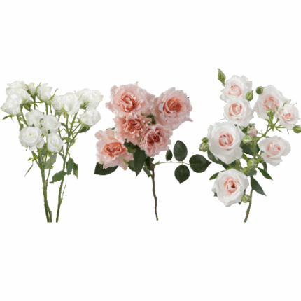 RoseSpray BeLov,Champ, ShStar