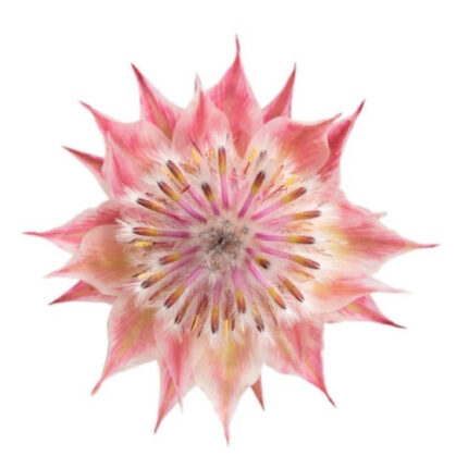 Bouquet Blushing Bride Posy ho - TR BOU BLUS