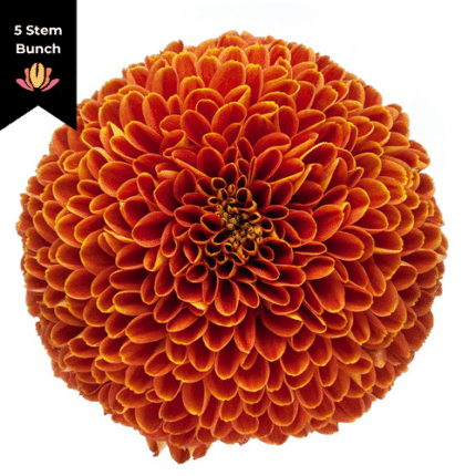 Mum Disbud Button Cronos gdn(5ST)