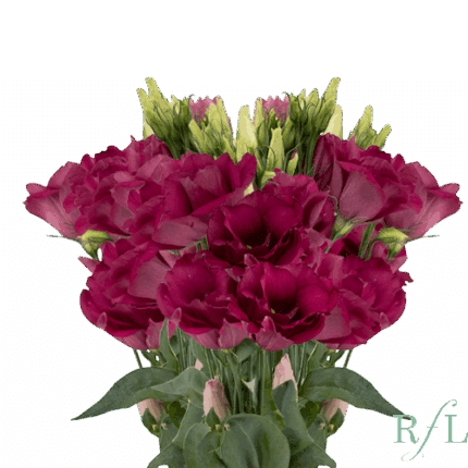 Lisianthus Magenta Rosaflora