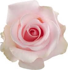 Rose Titantic 60cm sunrite