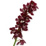 Cymbidium Mini Burg holl(st) - Image 2