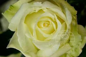 HEIRESS 50 rfi white