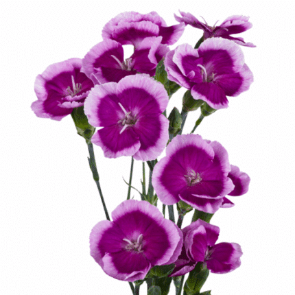 Dianthus Sparks Purple bmark